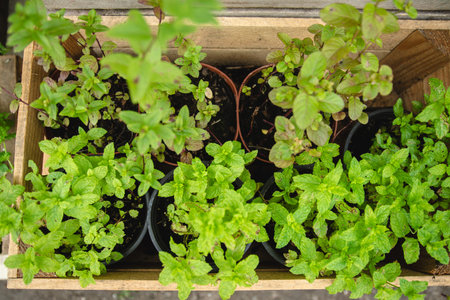 many young mint bushes in pots at the market - top viewの写真素材