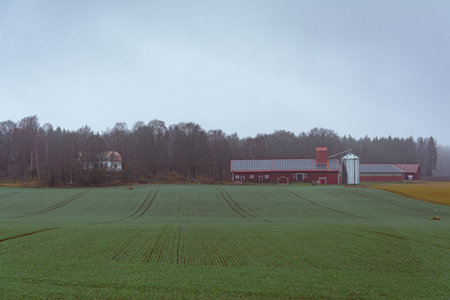 Young winter wheat sprouts covering a large green field in the foreground with a red farm building and grain storage facility in the background.の写真素材