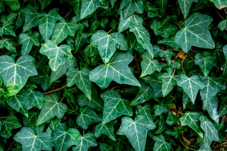 Green ivy leaves with light veins covering the ground in natural forest shade. Fresh foliage forms a...