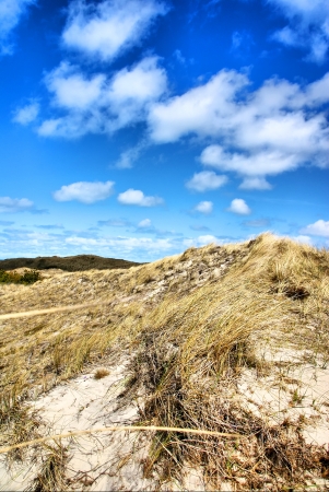 Dunes in Denmarkの写真素材