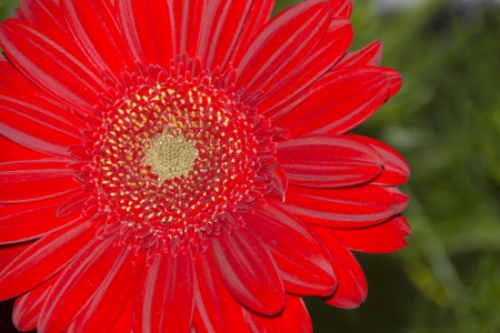 red gerberaの写真素材