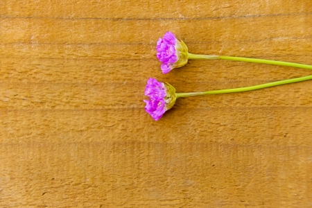  Sea Thrift I の写真素材