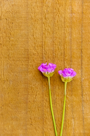 Sea Thrift II の写真素材
