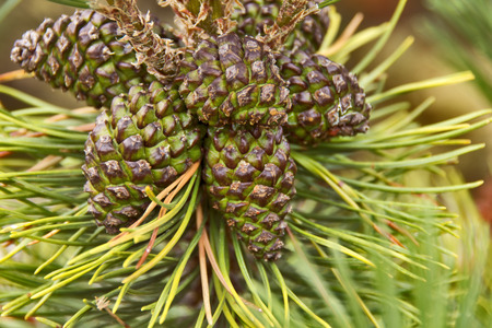 pine cone - Closed pine cone の写真素材