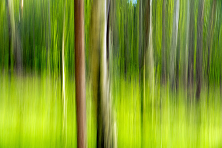Summer Forest - Inclusion in the wood with a special technique の写真素材