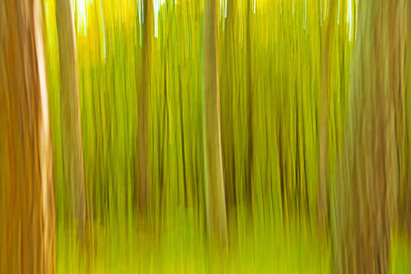 Summer Forest - Inclusion in the wood with a special technique の写真素材