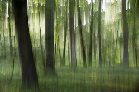 Summer Forest - Inclusion in the wood with a special technique の写真素材