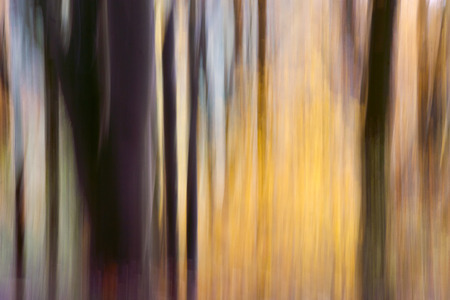 Autumn Forest - A shooting in the forest with a special technique の写真素材