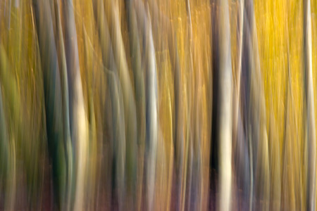 Autumn Forest - A shooting in the forest with a special technique の写真素材