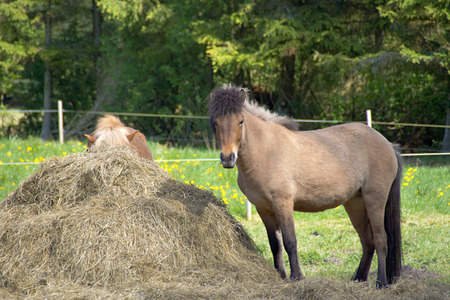 Iceland Pony - Two Iceland horses in a paddock next to a big haystack.の写真素材