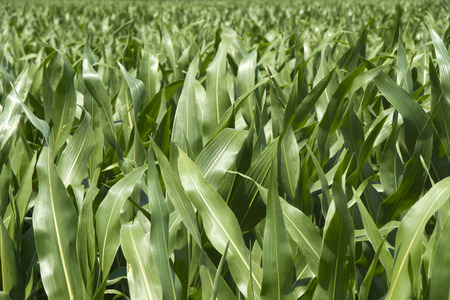 Cornfield - A green cornfield at a sunny summer day.の写真素材