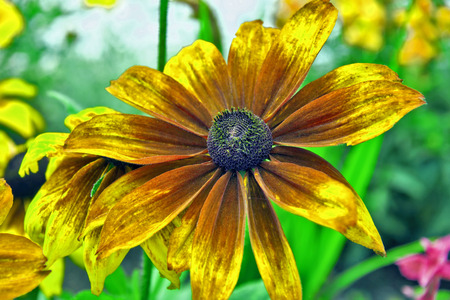 Summer Flower - A summer flower on a flower meadow.の写真素材