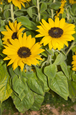 A field with sunflowers.の写真素材