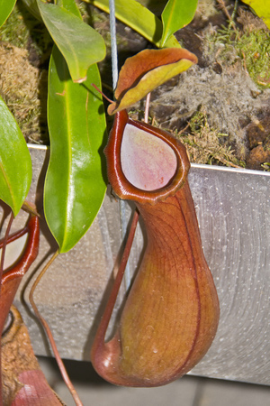 Plantpitcherの写真素材