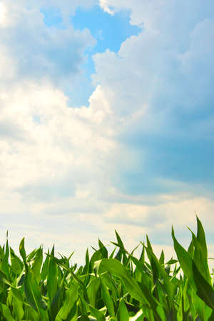 A cornfield with cloudy skyの写真素材