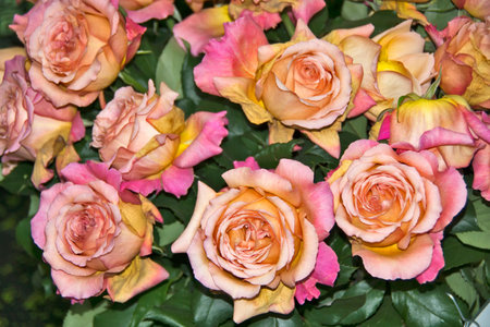 Bunch of roses - Many roses tied in a bouquet.の写真素材