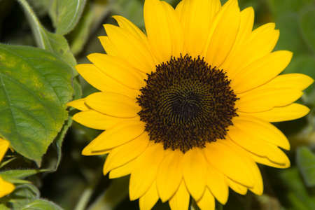 Sunflower - The close up of a large sunflowerの写真素材