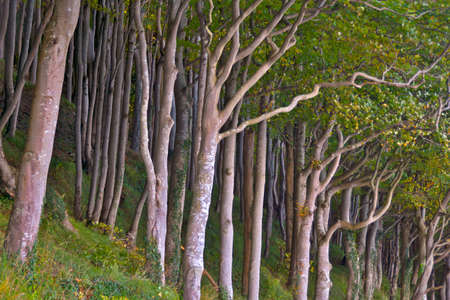 Forest on a slope on the German Baltic Sea coastの写真素材