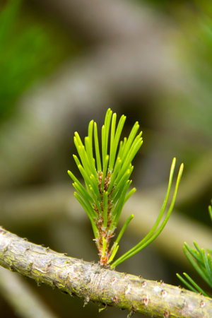 Pine Bud - A pine bud on a tree branchの写真素材
