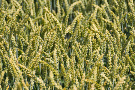 An agricultural field with rye plantsの写真素材