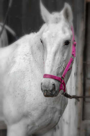 White Lipizzaner horse mare with pink halterの写真素材