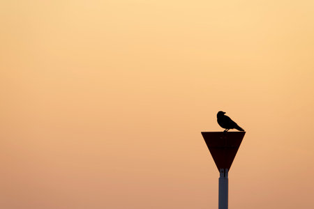 The silhouette of a crow bird on a road signの写真素材