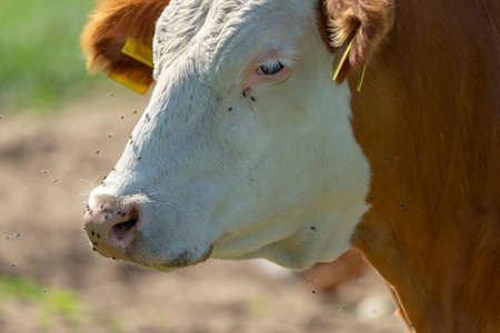 A close up of a milker with flies around his head.の写真素材