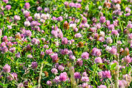 Red clover flower on a meadowの写真素材