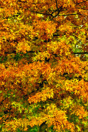 An oak tree with bright autumn leavesの写真素材