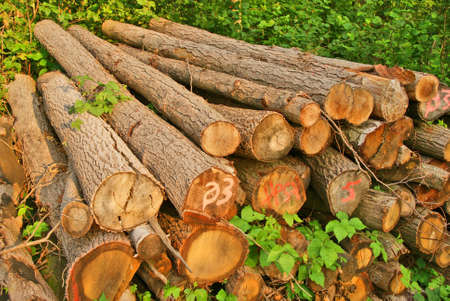 Stacked tree trunks with green plantsの写真素材