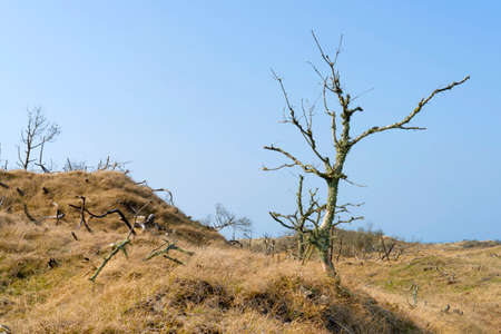 The rough landscape at the Danish North Sea coastの写真素材
