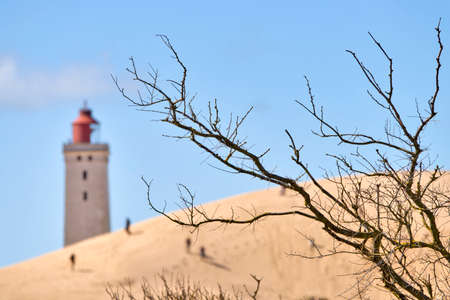 Leafless tree and the lighthouse of Rubjerg Knude in the background in the dunesの写真素材