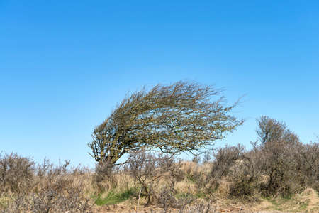 A skew whiff sea buckthorn tree in the dune landscape at the north sea coast in denmarkの写真素材