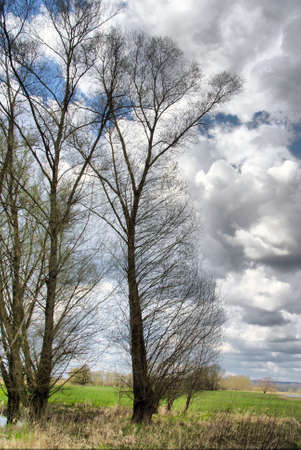 Trees in the nature reserve on the Elbe in Lower Saxony.の写真素材