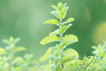 Green mint plant in sunny lightの写真素材