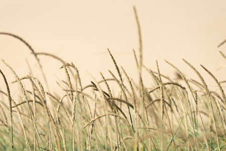 Marram grass in dune landscapeの写真素材