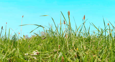 Green meadow with grasses and blue sky with white cloudsの写真素材