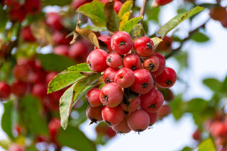 Red Aronia - aronia berry - chokeberryの写真素材
