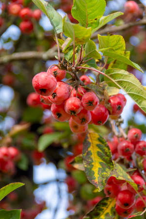 Red Aronia - aronia berry - chokeberryの写真素材