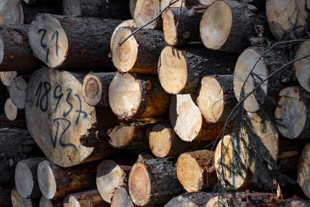 A big pile of felled stacked treesの写真素材