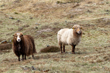 Sheep in the Scottish Highlands. Sheeps in the Scottish Highlands.の写真素材