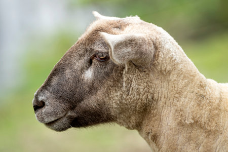 Close up of a sheep with a blurred backgroundの写真素材