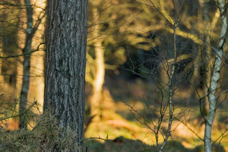 Forest with trees and grass in the morning light. Selective focus.の写真素材