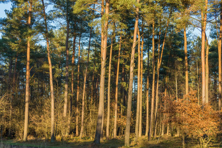 Pine forest on a sunny winter day. Beautiful nature background.の写真素材