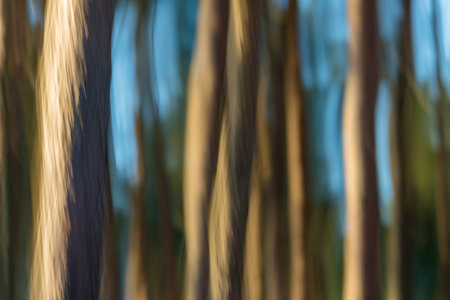 Abstract blurred forest background. Defocused tree branches in the forest.の写真素材