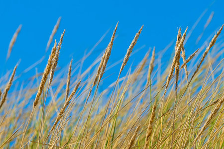 Dry marram grass on a background of blue sky. Close up.の写真素材