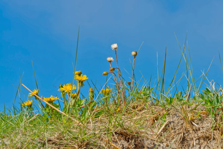 Flowering meadow with yellow dandelion against blue skyの写真素材