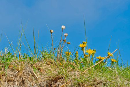 Yellow dandelion and green grass on a background of blue skyの写真素材