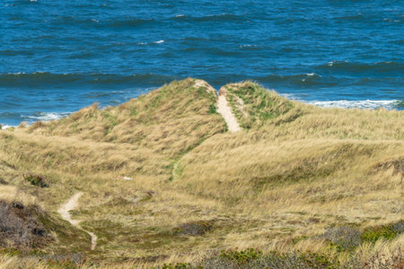 Dunes on the north sea coast in Denmark.の写真素材