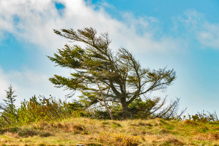 A crooked pine tree on top of a dune on the North Sea coast in Denmark.の写真素材